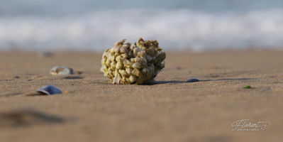 Plage normande