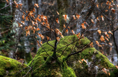 Virée dans la montagne bourbonnaise