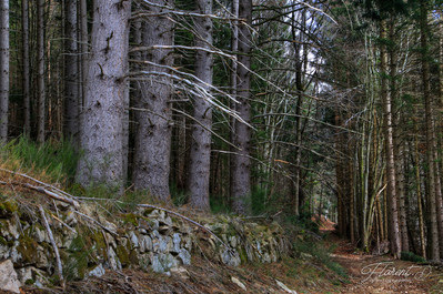 Virée dans la montagne bourbonnaise