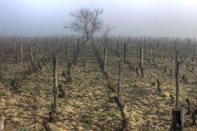 Vignes de Charroux