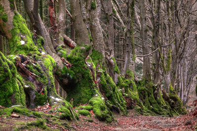 Virée dans la montagne bourbonnaise