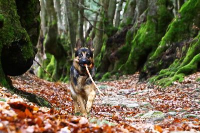 Oupsy en forêt