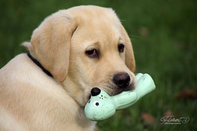 Chiot labrador