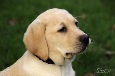 Chiot labrador