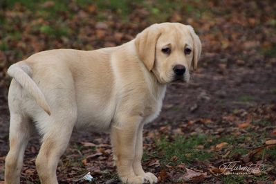 Chiot labrador