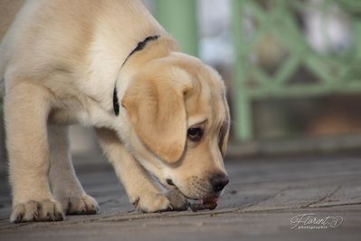 Chiot labrador