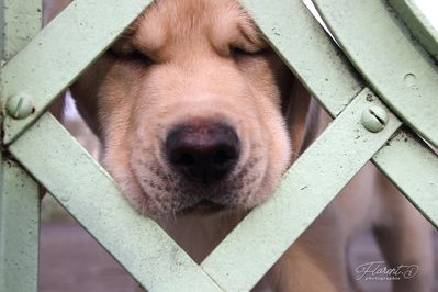 Chiot labrador