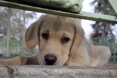 Chiot labrador