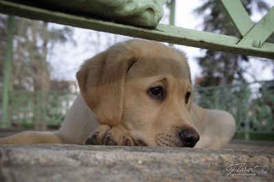 Chiot labrador