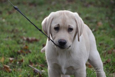 Chiot labrador