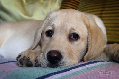 Chiot labrador