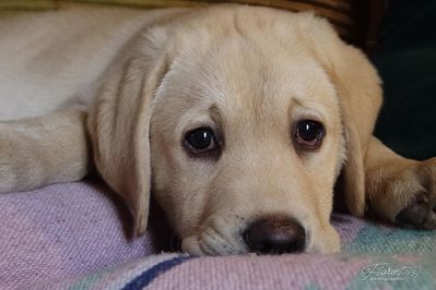 Chiot labrador