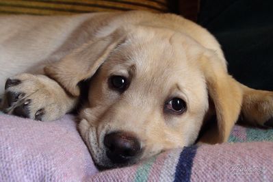 Chiot labrador