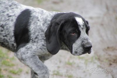 Chiot Braque d'Auvergne