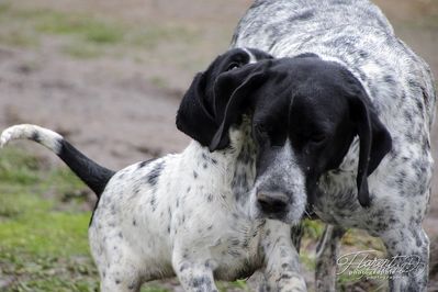 Chiot Braque d'Auvergne