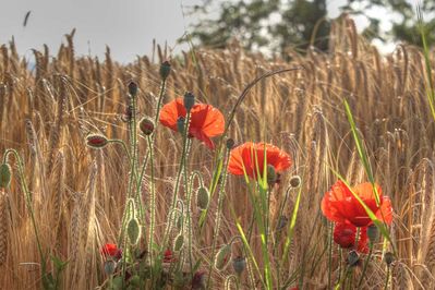 Coquelicots