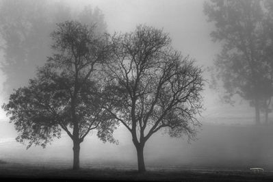 Les arbres amoureux