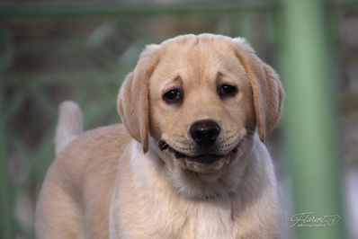 Chiot labrador