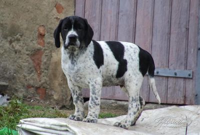 Chiot Braque d'Auvergne