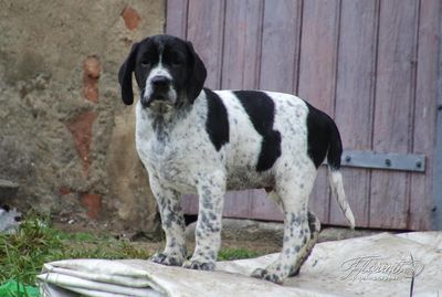 Chiot Braque d'Auvergne