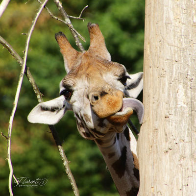 Zoo du  PAL  2019