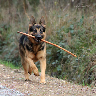 Oupsy et ses batons