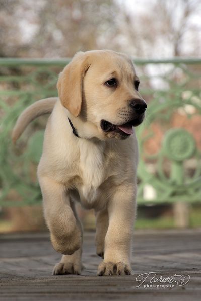 Chiot labrador