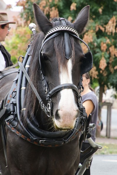 Fêtes Anne de Beaujeu (2)