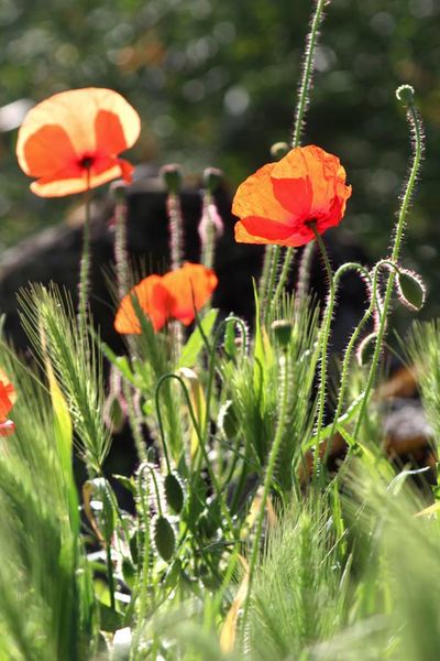 Coquelicots