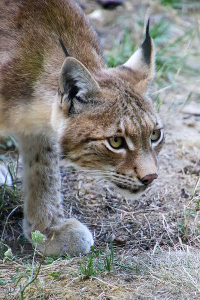 Zoo du  PAL  2019