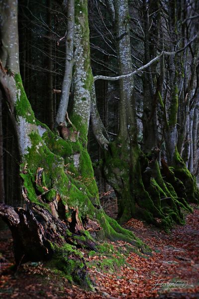 Virée dans la montagne bourbonnaise