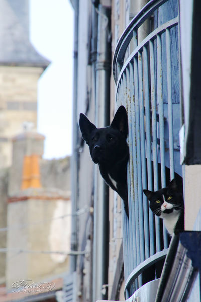 Saint-Pourçain sur Sioule