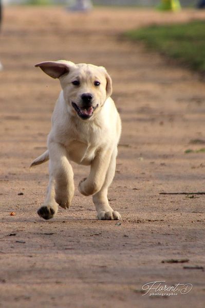 Chiot labrador