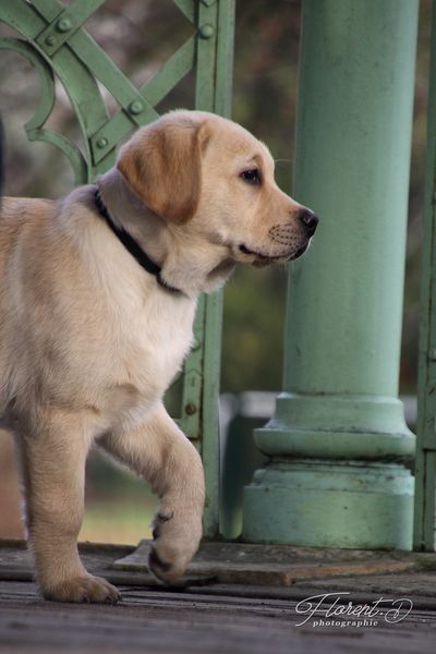 Chiot labrador