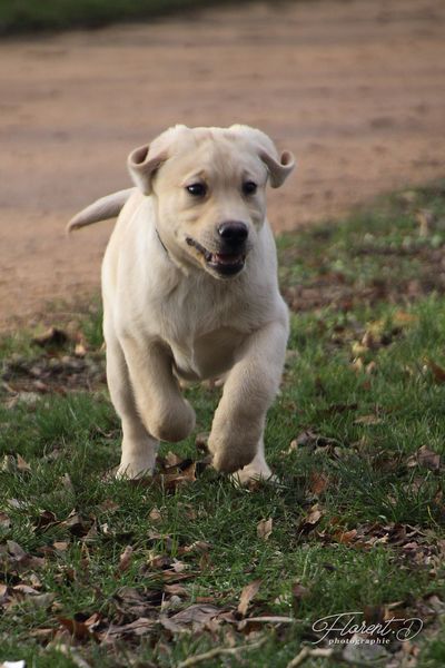 Chiot labrador