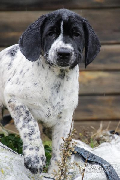 Chiot Braque d'Auvergne