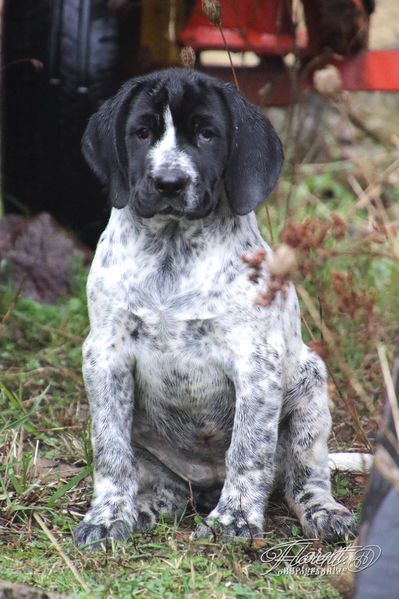 Chiot Braque d'Auvergne