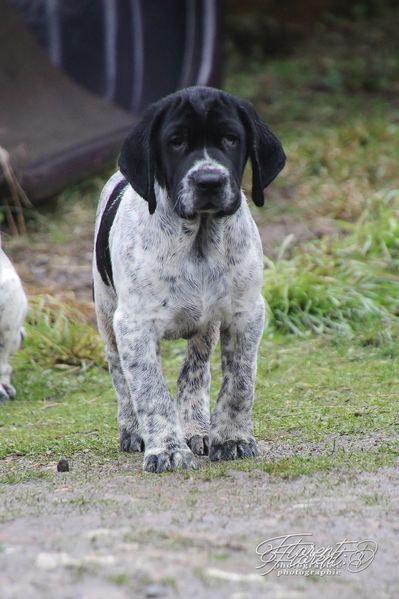 Chiot Braque d'Auvergne