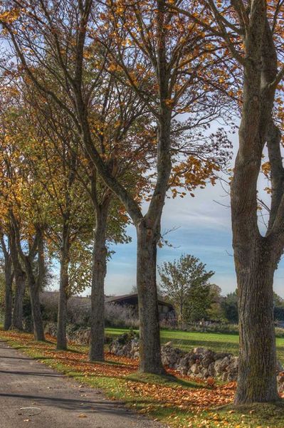 Allée à Charroux