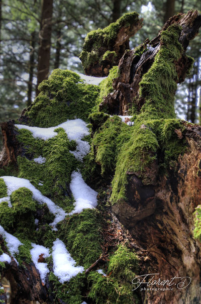 Virée dans la montagne bourbonnaise